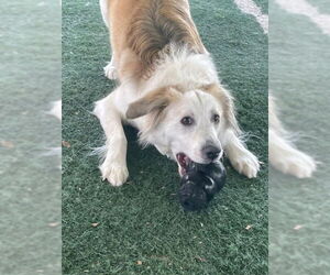 Auggie - Male Great Pyrenees-Unknown Mix Dog for Adoption - Photo #4