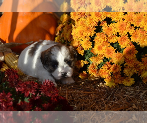 Medium Photo #6 Mal-Shi Puppy For Sale in GREENWOOD, WI, USA