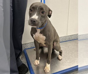 Mutt Dogs for adoption in Houston, TX, USA