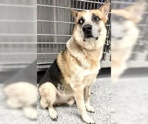 Mutt Dogs for adoption in Houston, TX, USA