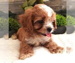 Small #3 Cavapoo