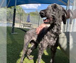 Small #2 Poodle (Miniature) Mix