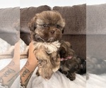 Teddy bears - Female Shih Tzu Puppy for Sale - Photo #6