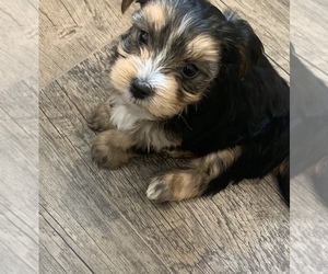 Yorkshire Terrier Puppy for sale in MOUNTAIN IRON, MN, USA