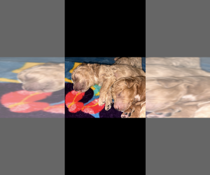 Goldendoodle Puppy for sale in LITCHFIELD PARK, AZ, USA