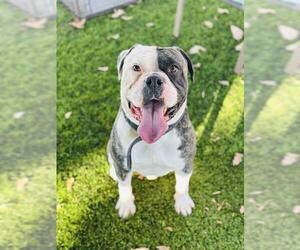 Bull-Boxer Dogs for adoption in Chula Vista, CA, USA