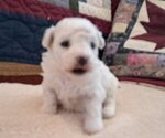 Puppy Female Puppy 1 Bichon Frise