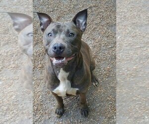American Pit Bull Terrier-Unknown Mix Dogs for adoption in Godfrey, IL, USA