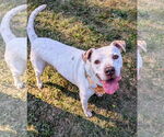 Small #10 American Bulldog Mix