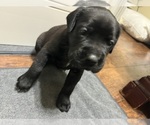 Puppy Purple Cane Corso