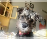 Small Photo #7 Schnauzer (Miniature) Puppy For Sale in LAWRENCE, MI, USA