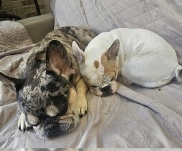 Medium Photo #1 French Bulldog Puppy For Sale in CHINO HILLS, CA, USA