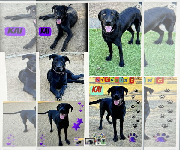 Medium Photo #3 Labrottie Puppy For Sale in Riverside, CA, USA