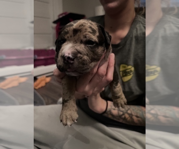 Medium Photo #178 American Bully Puppy For Sale in REESEVILLE, WI, USA