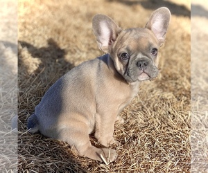 French Bulldog Dog for Adoption in COLORADO SPRINGS, Colorado USA