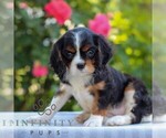 Small #2 Cavalier King Charles Spaniel