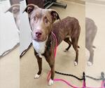 Small American Pit Bull Terrier-Labrador Retriever Mix