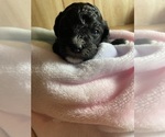 Small Photo #20 Cavapoo Puppy For Sale in LAFAYETTE, TN, USA