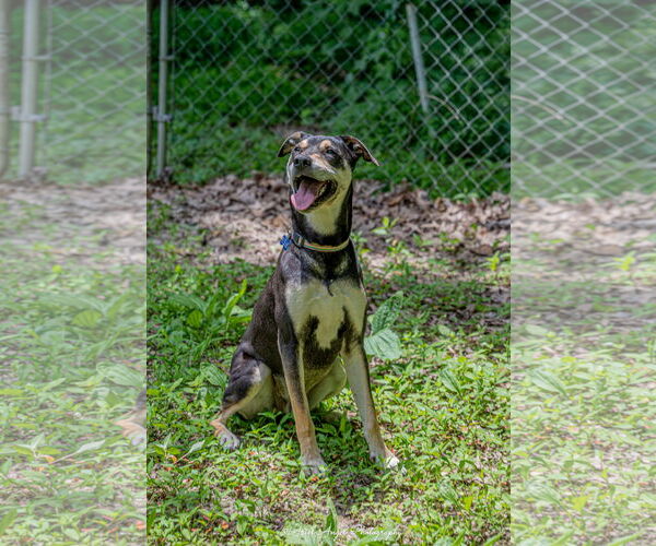 Medium Photo #15 Rottweiler-Unknown Mix Puppy For Sale in Munford, TN, USA