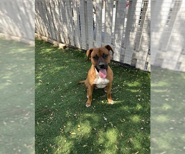 Medium Photo #2 Boxer-Unknown Mix Puppy For Sale in Fremont, CA, USA