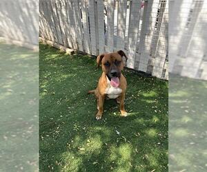 *PJ - Male Boxer-Unknown Mix Dog for Adoption - Photo #2
