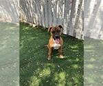 Small Photo #2 Boxer-Unknown Mix Puppy For Sale in Fremont, CA, USA