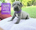 Small Photo #16 Cane Corso Puppy For Sale in MONTPELIER, VA, USA