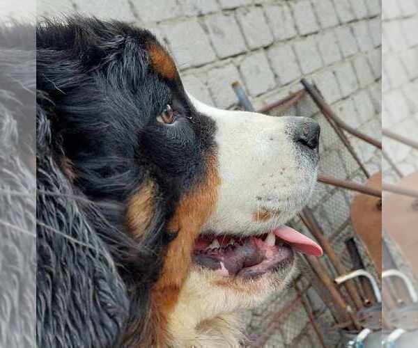 Medium Photo #4 Bernese Mountain Dog Puppy For Sale in Hatvan, Heves, Hungary