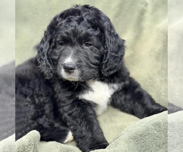 Medium Photo #3 Miniature Labradoodle Puppy For Sale in San Diego, CA, USA