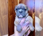 Small Photo #3 Bulldog Puppy For Sale in GREERS FERRY, AR, USA