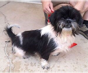 Shih Tzu Dogs for adoption in Carrollton, TX, USA