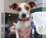 Small #4 Chiweenie
