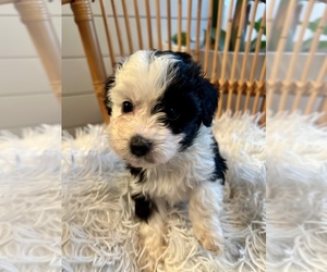 Aussiedoodle Miniature  Puppy for sale in FLAT ROCK, NC, USA