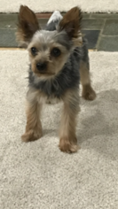 Yorkshire Terrier Puppy for sale in WATERBURY, CT, USA