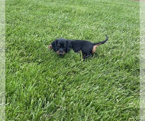 Dachshund Puppy for Sale in LOOGOOTEE, Indiana USA