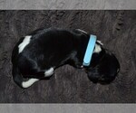 Small Photo #42 English Springer Spaniel Puppy For Sale in LITCHFIELD, MN, USA