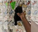Puppy Mike Wazowski Labradoodle