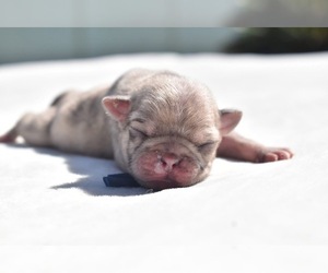 Pug Puppy for sale in PALM COAST, FL, USA