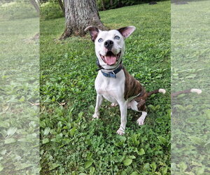 American Pit Bull Terrier-Unknown Mix Dogs for adoption in Germantown, OH, USA