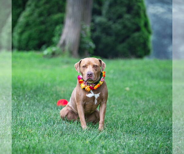 Medium Photo #7 Mutt Puppy For Sale in Unionville, PA, USA