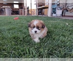 Small Photo #2 Pembroke Welsh Corgi Puppy For Sale in HOLBROOK, AZ, USA