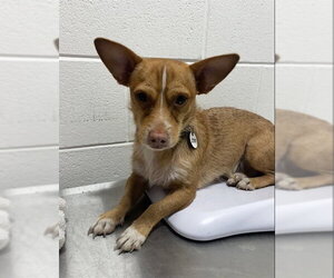Chihuahua-Unknown Mix Dogs for adoption in Forestville, MD, USA