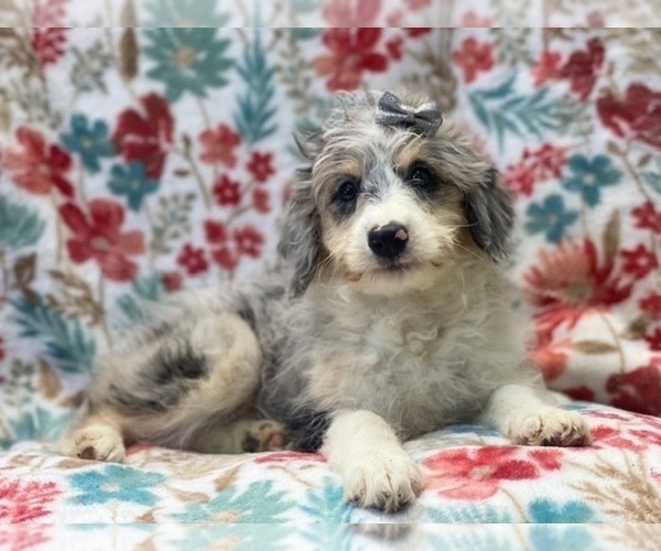 Medium Photo #9 Aussiedoodle Miniature  Puppy For Sale in LAKELAND, FL, USA