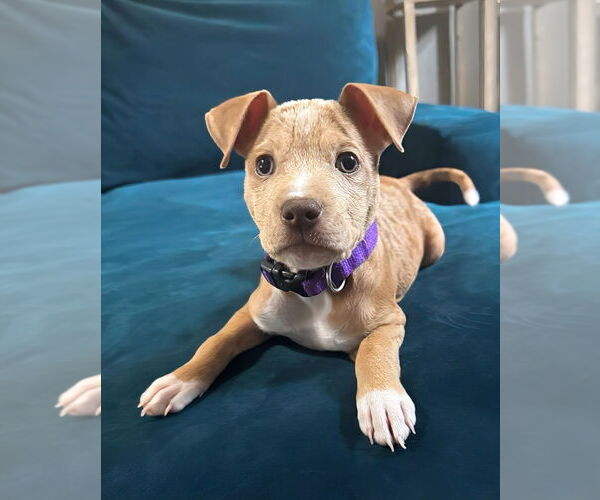 Medium Photo #2 American Pit Bull Terrier-Unknown Mix Puppy For Sale in Maryville, TN, USA