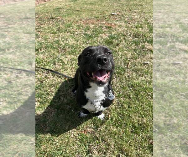 Medium Photo #6 Mutt Puppy For Sale in Candler, NC, USA