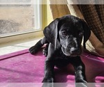 Small Photo #10 German Shorthaired Pointer Puppy For Sale in MCKINNEY, TX, USA