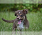 Small #3 Miniature Australian Shepherd