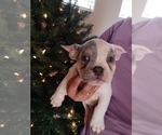 Puppy 1 American Bully-French Bulldog Mix
