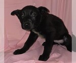 Puppy Sparrow Australian Cattle Dog-Chinese Shar-Pei Mix