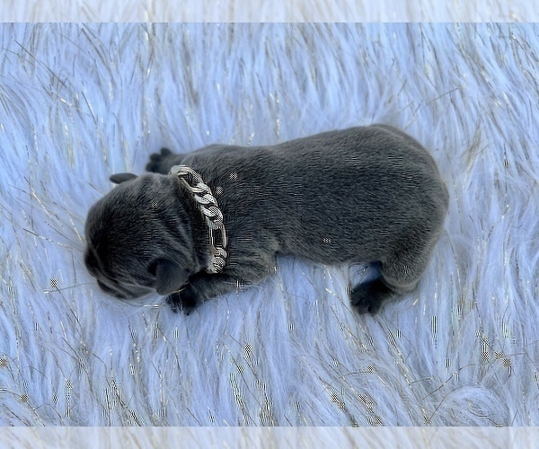 Medium Photo #26 French Bulldog Puppy For Sale in HAYWARD, CA, USA
